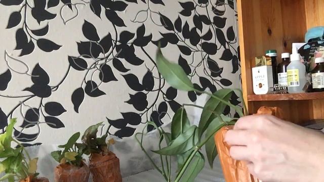 Не большой обзор смотреть онлайн