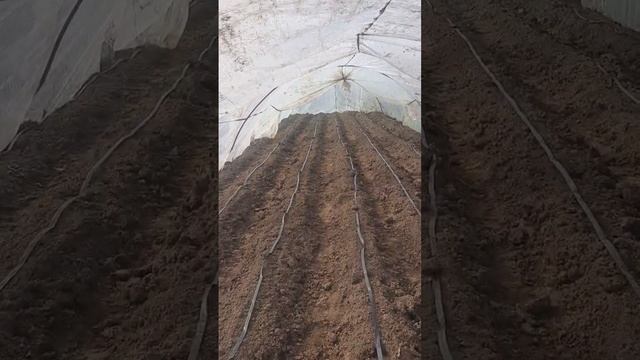Ранний картофель в балоган смотреть онлайн