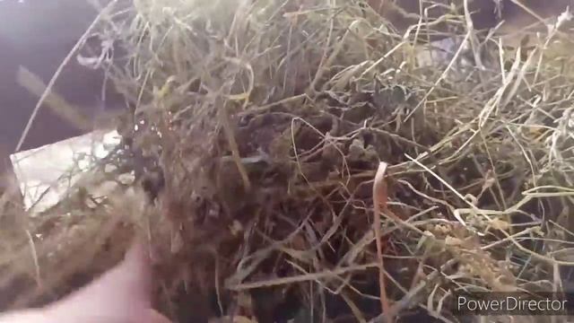Развели хозяйство? Сено не хватит/ Лысая коза/Первое гусиное яйцо? смотреть онлайн