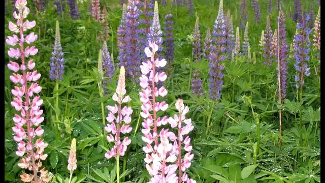 купить бытовки на дачу https://bytovka-cena.ru/ смотреть онлайн