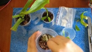 Непентес Вентрата: черенкование, формирование куста, укоренение и рост молодого растения.