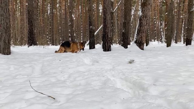 Немецкая овчарка Альфа напала на снеговика🐶😃Собака в лесу. Хищник 2022 года🙀 смотреть онлайн
