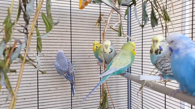 Budgie Sounds
