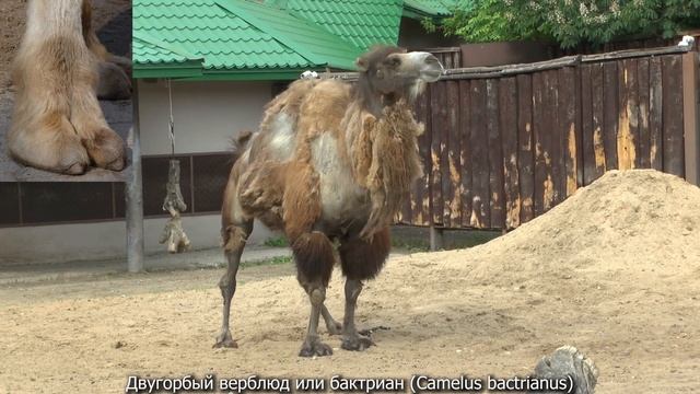 Московский зоопарк, лето 2019 года смотреть онлайн