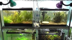 Аквариум на земле. Так ли это сложно на самом деле?