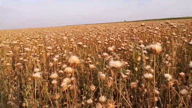 Розторопша, за чи проти? Думайте смотреть онлайн