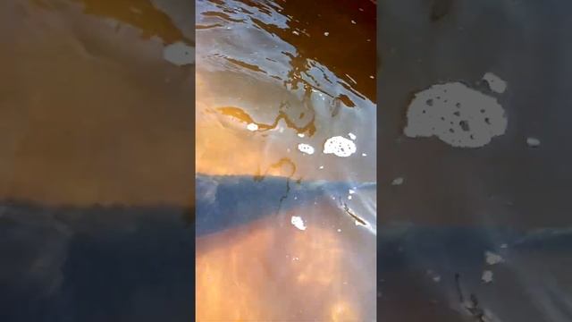 Белуга самец 25 кг (1200 гривен за килограмм) #белуга #рыбоводство #аквакульиура #ихтиология #рыба смотреть онлайн