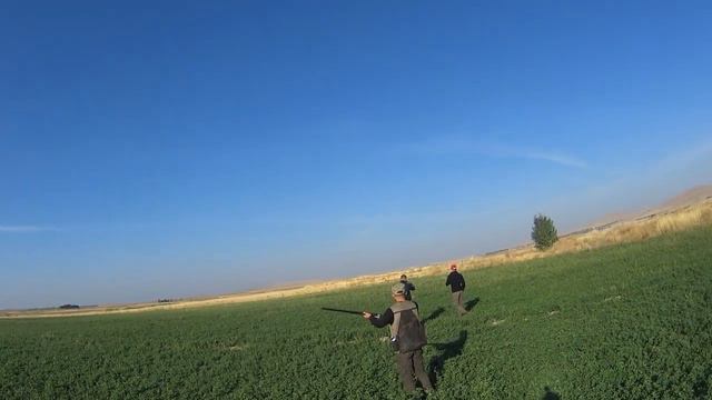 Van'dan bıldırcın avı смотреть онлайн