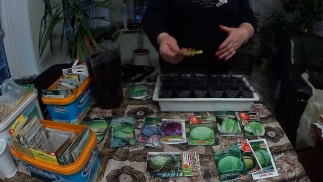 КАПУСТА ПЕКИНСКАЯ, КРАСНОКОЧАННАЯ, ПОЗДНЯЯ И РАННЯЯ обзоро семян и посев на рассаду. смотреть онлайн
