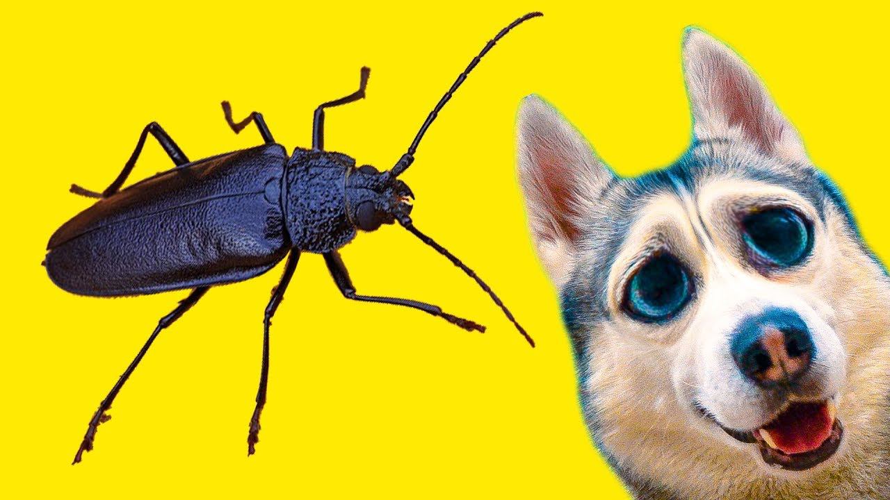 ЧТО ЭТО ЗА ЧУДОВИЩЕ??!! (Хаски Бандит) Говорящая собака смотреть онлайн