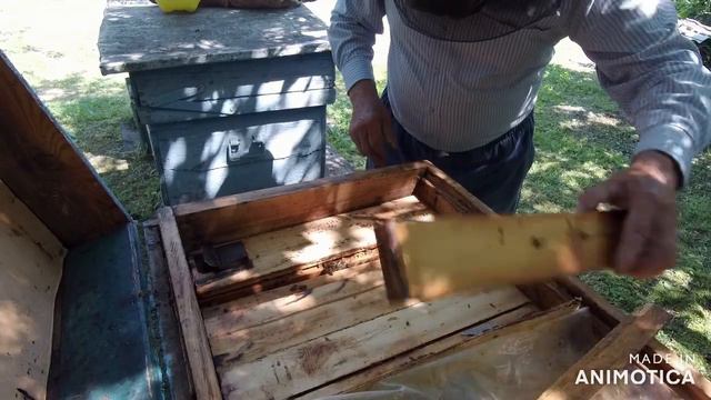 У молодого пчеловода Подсаживаем молодую плодную матку в отводок смотреть онлайн