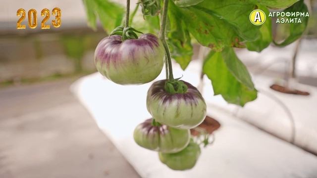 САМЫЙ ВКУСНЫЙ БИФ-ТОМАТ с антоцианом! Любимчик садоводов всего мира! смотреть онлайн