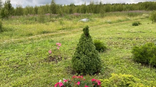 Ель Коника, можжевельники через 2 года после пересадки.?Уличная клумба. ?Сад в июле. смотреть онлайн