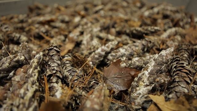 Oak Ridges Moraine Foundation.mov смотреть онлайн