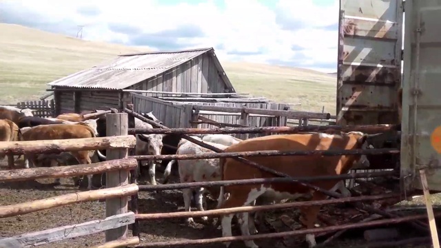 Как нельзя грузить крупно рогатый скот.! +79656176005 WhatsApp пишите. смотреть онлайн