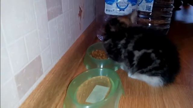 котенок Кузя смотреть онлайн