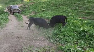 Бежта бои быков, Марко эболъ. Бежта Дагестан. 2019г