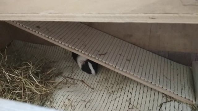 Клетка для морской свинки. Своими руками. Морская свинка смотреть онлайн