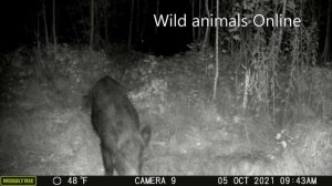 Ловушка на дикого кабана / Поймал дикого кабана / Видео с фотоловушки!!! /Wild boar trap/Wild boar