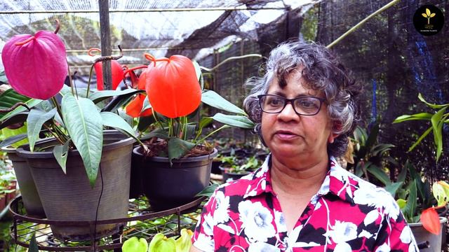 Anthurium mal wagawa sri Lanka /All about pigtail anthurium cultivation in sinhala/clear explanatio смотреть онлайн