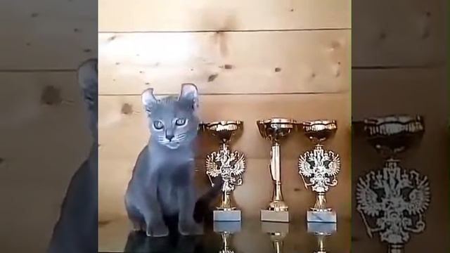 Американский керл. кошка. 3 мес. ПРОДАЖА смотреть онлайн