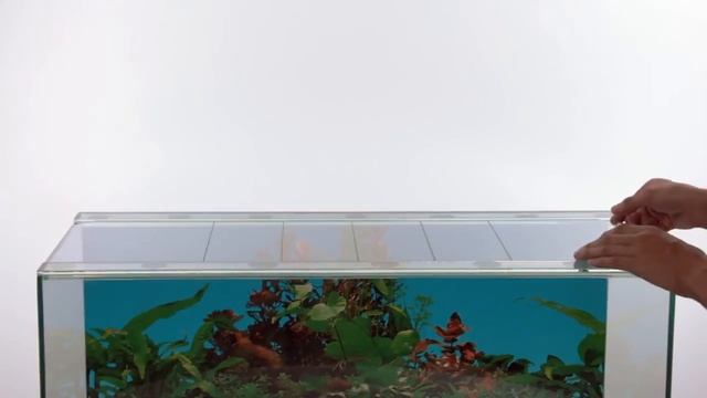 Аквариумистика   Отличие  аквариумов