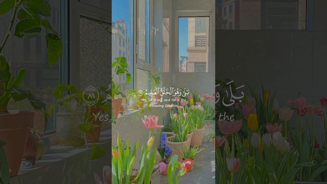 #ماهر_المعيقلي #سورة_يس#اللهم_اجعل_القرآن_ربيع_قلوبنا #القرأن_الكريم смотреть онлайн