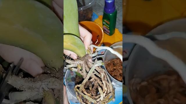 Пересадка детки орхидеи смотреть онлайн