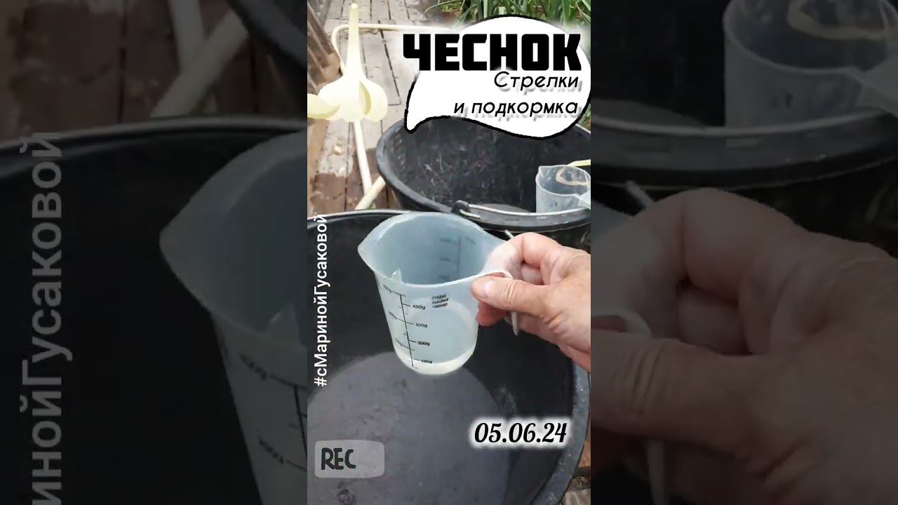 Как подкормить ЧЕСНОК газировкой , чтобы урожай радовал с Мариной Гусаковой смотреть онлайн