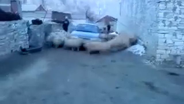 Cyclone sheep - Циклон овец смотреть онлайн