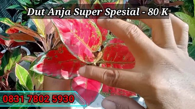 ? HARGA TERBARU AGLAONEMA LOKAL смотреть онлайн