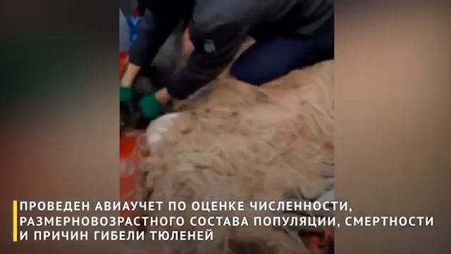 Министерство экологии Казахстана призывает к доброму отношению к каспийским тюленям смотреть онлайн