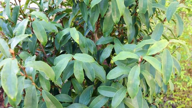 ‘Stellar Ruby’ Magnolia