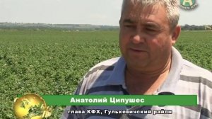 Планета АГРО - Картофель Кубани