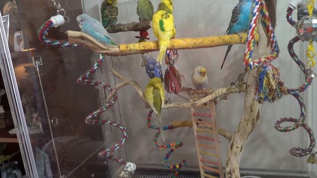 I'll Just do the Best I Can (5.8.20 - Day 2138) смотреть онлайн