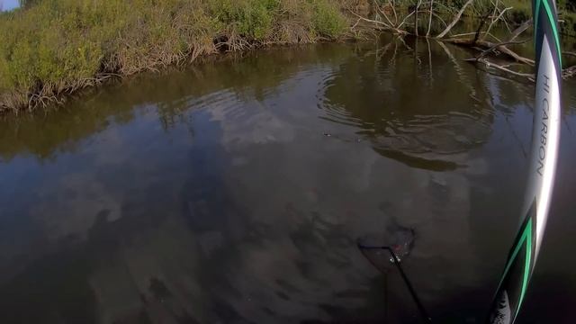 ЛУЖА 30 см КИШИТ РЫБОЙ! Рыбалка на Белый амур на поплавочную удочку и сход.#рыбалка#familyfishing#