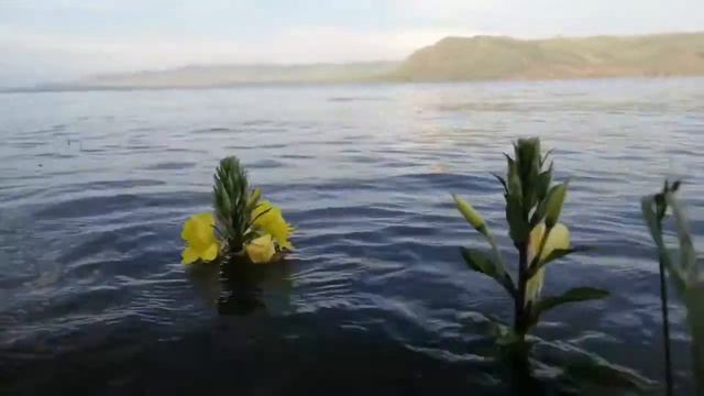 Красноярское #море красивые цветы на воде 😍👍 смотреть онлайн