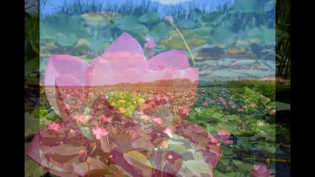 Выращивание Лотоса в домашних условиях. Фотографии смотреть онлайн