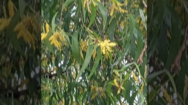 AcaciaAuriculiformis/AcaciaAcuminata/AcaciaMangium RaspberryJamWattle/Fabaceae/ смотреть онлайн