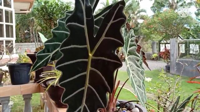 ALocasia Polly Plant смотреть онлайн