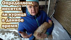 Как определить, несется ли курица в данное время