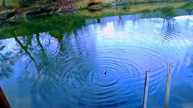 КРУПНАЯ ШЕМАЯ КЛЮНУЛА НЕОЖИДАННО. Ловля плотвы и шемаи на поплавочную снасть смотреть онлайн