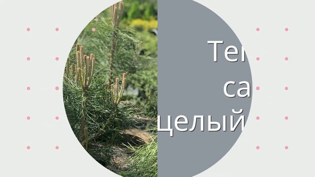 Садовый Центр Зелений Двір - Сосна черная смотреть онлайн