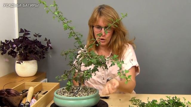 Бонсай из боярышника (ч.12).