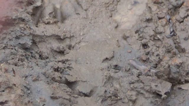 Охота на Бобра капканами. Сезон 2023-24г. Что-то пошло не как... 2часть. смотреть онлайн