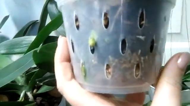 Хелатин. Универсал. Листовая и корневая подкормка. Результаты применения. смотреть онлайн