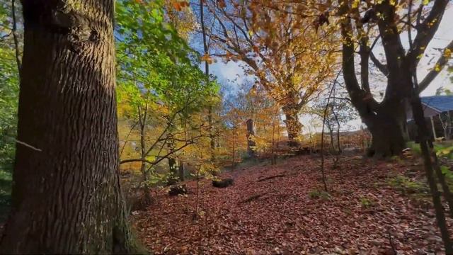 Осень, осень, ну давай у листьев спросим.Просто так для души. #моибудни#инетолько#