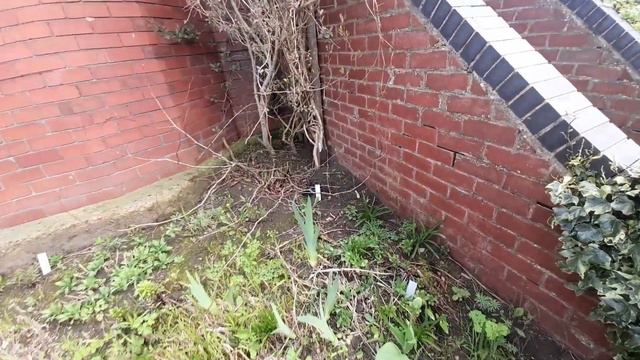 How to fill your garden / borders for free! смотреть онлайн