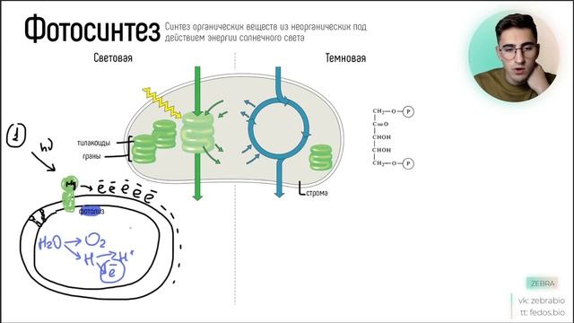 ФОТОСИНТЕЗ | ВСЕ ПРОЦЕССЫ смотреть онлайн