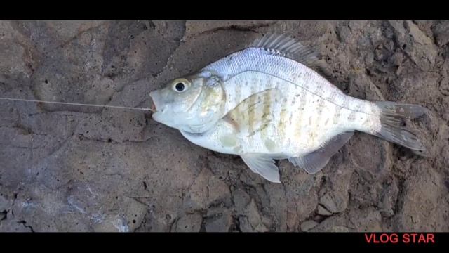 My best and worst fishing days in ventura california 3 days of family vacation (1/16-19/22)#fishing смотреть онлайн